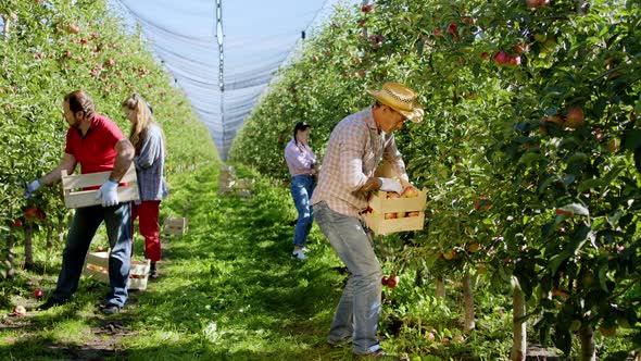 Modern Apple Orchard Working Hard Farmer Family