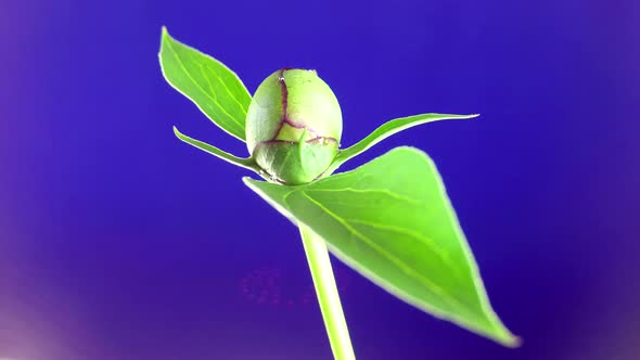 Green closed peon bud time lapse. Peon flower template for design and decoration.