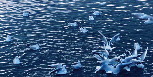 Seagulls on the Water 2