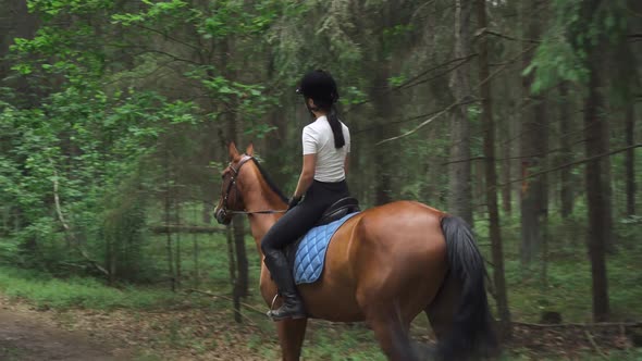 Female on Horseback Riding in the Forest Horse Walk Along a Forest Path Horsewoman Ride on a Horse