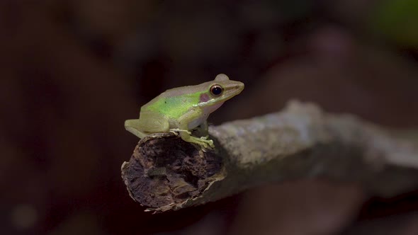 Malayan White-lipped Tree Frog sitting on tree branch in jungle. Night safari in tropical rainforest