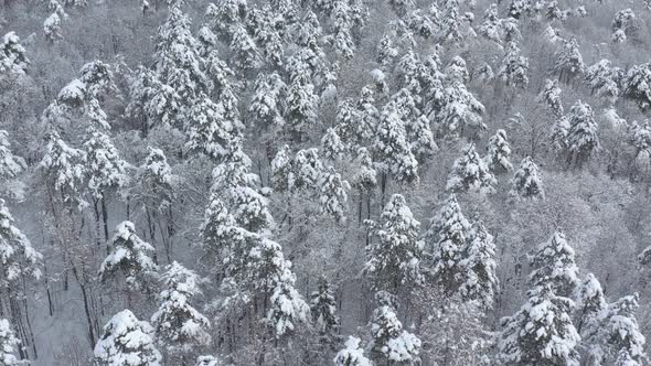 On top of the forest after snowing 4K drone footage