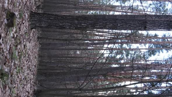 Vertical Video of Trees in a Pine Forest Slow Motion