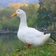 White Duck At A Lake - VideoHive Item for Sale