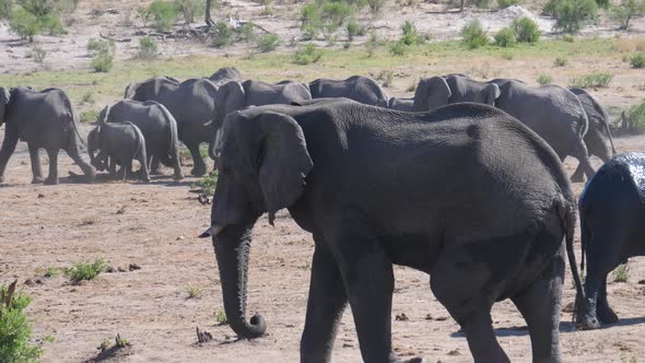 Herd of African Bush elephants walking away 