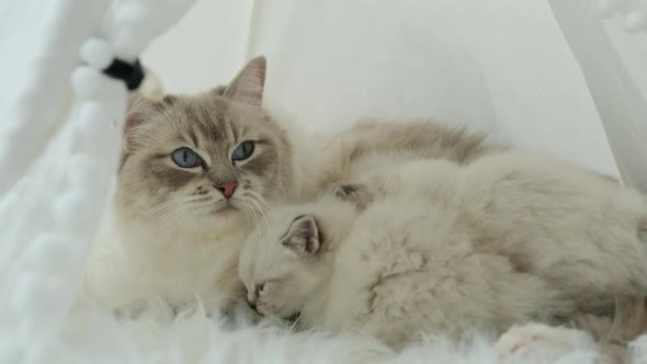 Fluffy Ragdoll Kittens with Mother