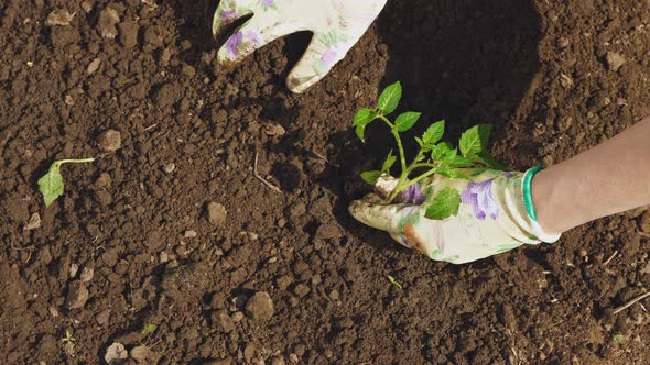 Farmer Hands Planting To Soil Tomato Seedling