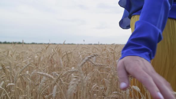 Beautiful Ukrainian Woman Wearing Dress in Ukrainian National Flag Colours Blue and Yellow at Wheat