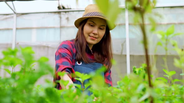 Portrait of happy Asian woman farmer and checking fresh vegetable salad for finding pests in an orga