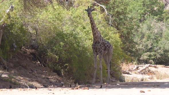 Giraffe standing on a dry Hoanib Riverbed