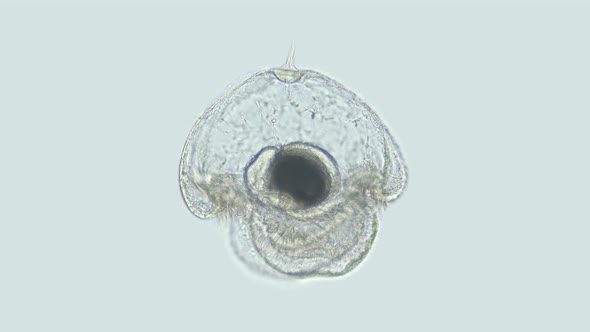 Larva of the Worm Heteronemertea at Pilidium Stage Under a Microscope