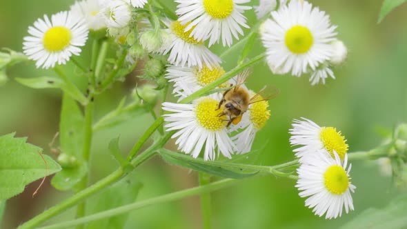 Bee Collects Honey on Bushy Chamomile Blossom with Pollen on Hind Legs - close-up