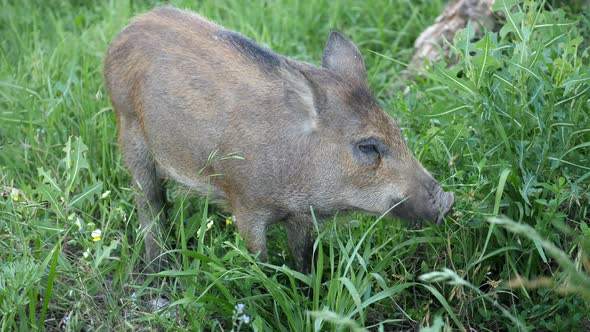 Wild boar in the grass