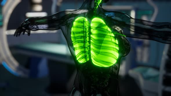 Human Lungs Radiology Exam in Laboratory alt