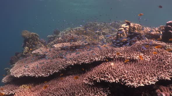 Array of big table corals with reef fishes and blue ocean in the background