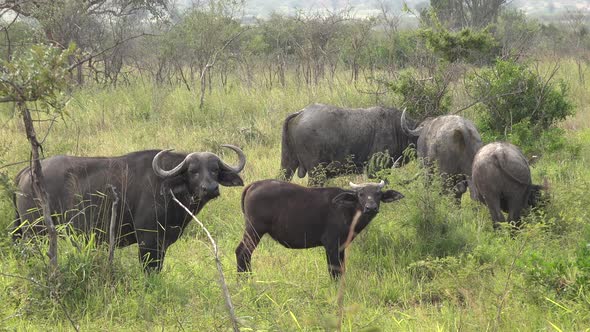 Baby Young Cub Buffalo Next to its Mother in Herd in Africa