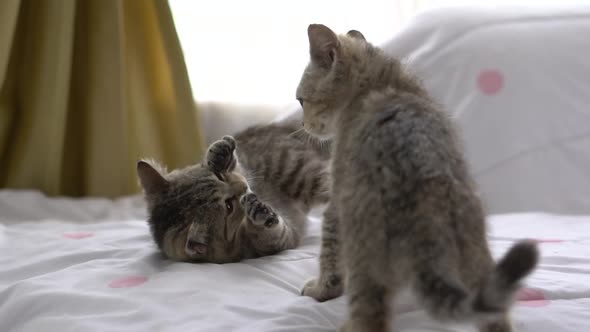 Close Up Two Kitten Playing Fighting Together