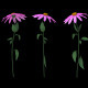 Growing Flowers / Echinacea - VideoHive Item for Sale