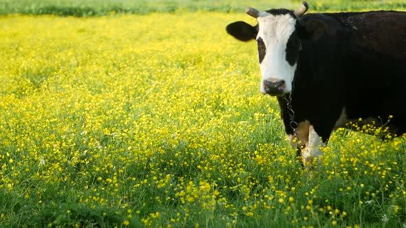 Black and white cow in spring flowers, eating green grass