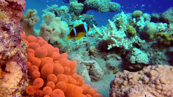 Red Sea Anemone and Clownfish