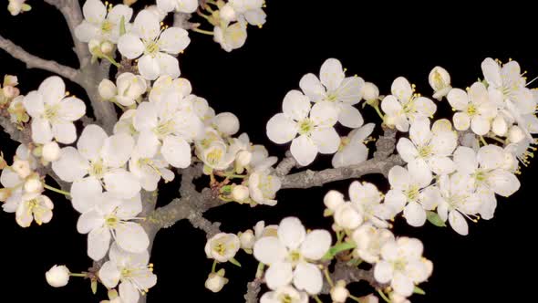 White Flowers Blossoms on the Branches Cherry Tree