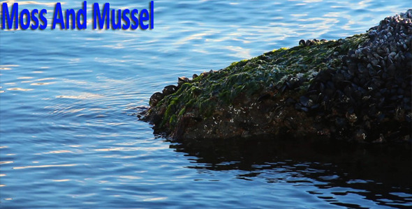 Moss And Mussel