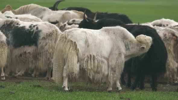 Herd of Long-Haired Yak Flock in Asian Meadow