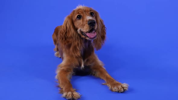 A Funny Cocker Spaniel Lies with Its Front Legs Stretched Out in Front of Itself and Looks Around