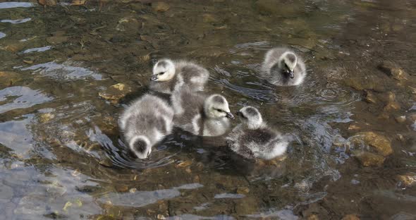 Barnacle Goose, branta leucopsis, goslings standing in Water, Normandy, slow motion 4K