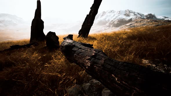 Burnt Tree Logs After Forest Fire