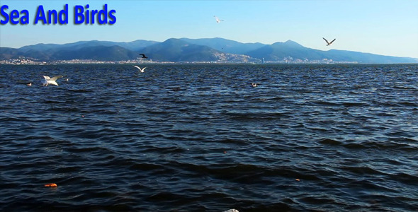 Sea And Birds alt