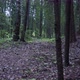Through The Wood - VideoHive Item for Sale