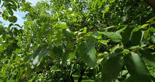 Common walnut trees, Dordogne, France