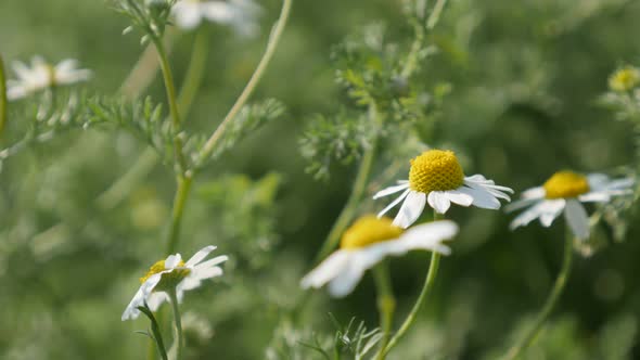 Fields of Matricaria recutita plant 4K 2160p 30fps UltraHD footage - Close-up of common Chamomile sp