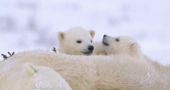 Extreme close up of Polar Bear cub sleeping on top of sow. One cub is looking up and the other raise