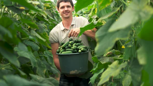 Happy Farmer Holding Bucket with Fresh Cucumbers