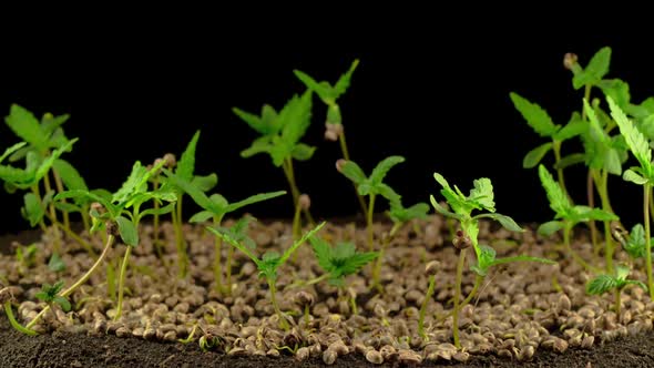 Marijuana Plant Growing