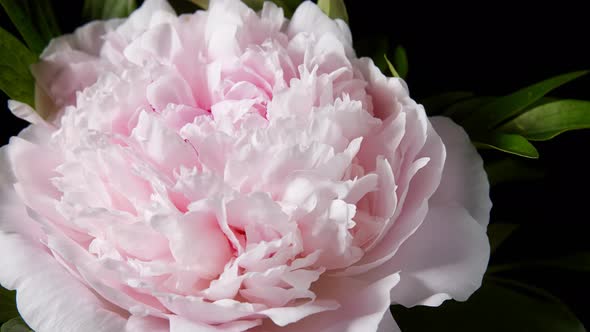 Peony Flowering