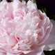 Peony Flowering - VideoHive Item for Sale