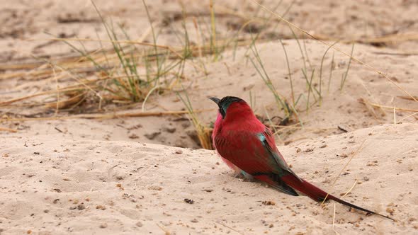 Close up: Beautiful multicolor Southern Carmine Bee-eater bird in sand