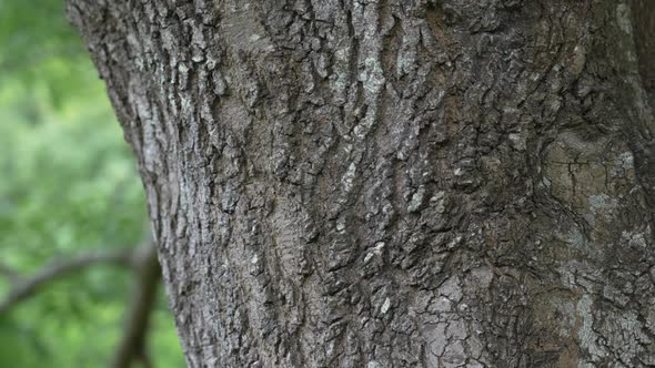 Detailed old rough tree trunk with background wild forest