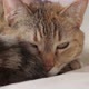 Closeup Displeased Cat Lies on the Bed - VideoHive Item for Sale