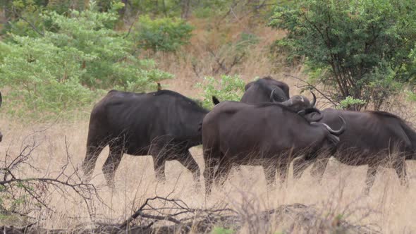 Herd of African buffalos at Bwabwata National Park