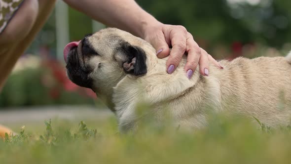 Woman's Hand Strokes a Pug Dog with Its Tongue Hanging Out Lying on Lawn