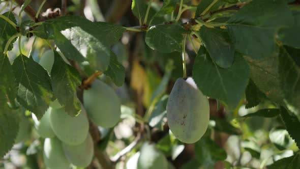 Close-up of Prunus domestica slow-mo  1920X1080 HD footage - Organic  plum fruit slow motion shallow