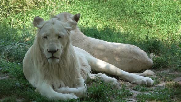 Two White Lions Lie on the Green Grass