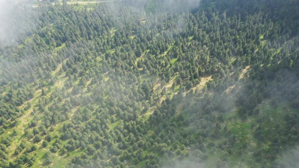 Beautiful aerial view of the woods. View of the tree tops 