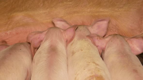 Young pigs sleeping in the barn, piglets,sows, farming