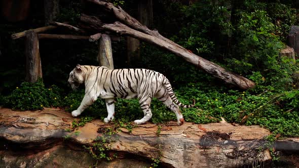 slow-motion of white bengal tiger walking in the forest