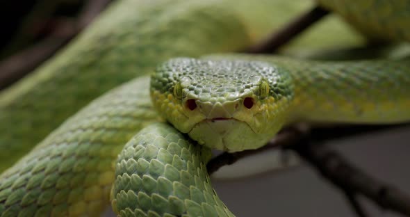 Close Up Of Bamboo Pit Viper Flicking Its Tongue , heat seeking pits